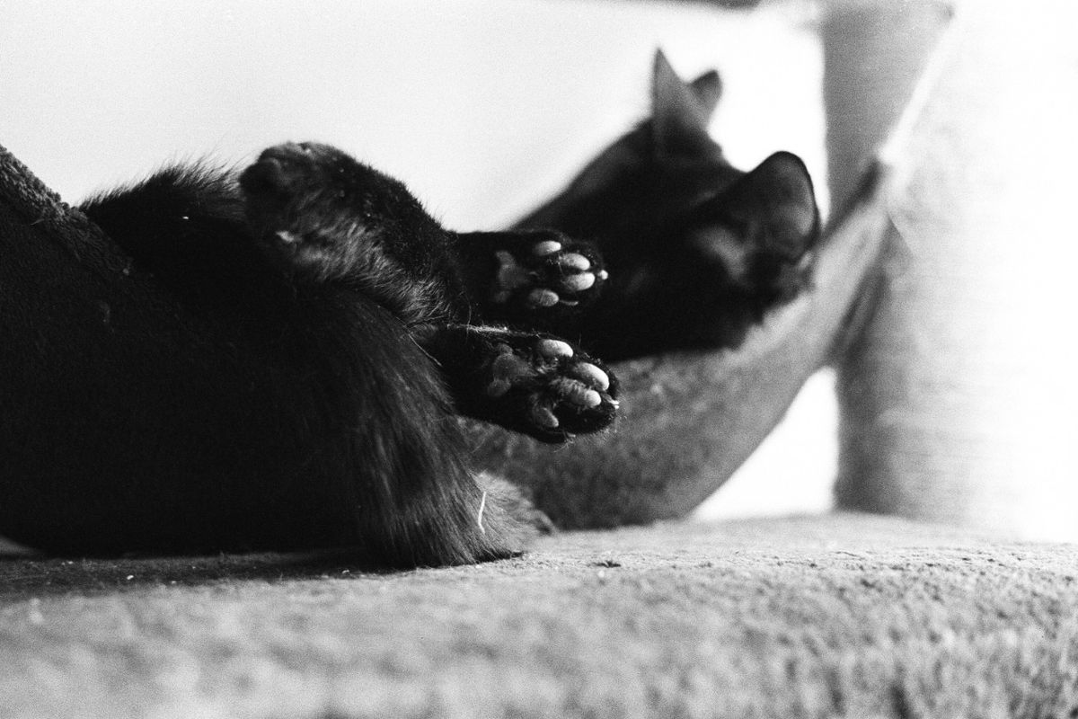 Tiny Black Toe Beans